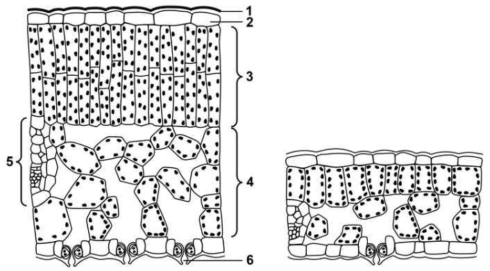 Schematischer Querschnitt eines Laubblatts mit Blattgewebe und Spaltöffnungen